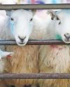 Livestock farmers ‘could boost profits’ with environment works19
