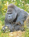 'The strategy's backfired' Experts say it's not too late to reopen zoo0