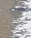'Bristol Crocodile' returns12