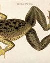 Did a mob really go hopping mad at cargo of frogs?42