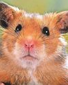 What's causing our hamster's patches?25