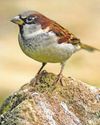 Count Sparrow still city's most common bird Count Sparrow still city's most common bird13