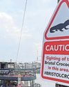 Murky harbour tale City's mystery croc proves tricky to track down14