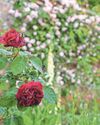 Roses bloom ‘weeks early’ due to effects of climate change Roses bloom ‘weeks early’ due to effects of climate change24