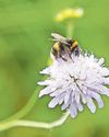 Creating pollinator pathways Creating pollinator pathways12