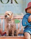 Community spirit 'helped to bring Paddington home' Community spirit 'helped to bring Paddington home'