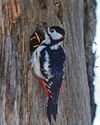 Woodpecker carpenter hard at work chiselling out nest hole Woodpecker carpenter hard at work chiselling out nest hole