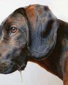 Drooling dog on high alert Drooling dog on high alert