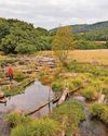River rewilding scheme scoops national award River rewilding scheme scoops national award