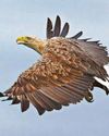 Here come the Exmoor eagles