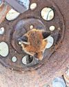 Fox stuck in wheel on road to recovery Fox stuck in wheel on road to recovery