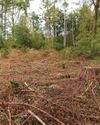 Stands of mature trees are being illegally felled Stands of mature trees are being illegally felled
