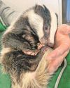 'Miracle' trio of baby badgers in safe hands 'Miracle' trio of baby badgers in safe hands
