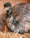 Cracking Easter for park's emu family Cracking Easter for park's emu family