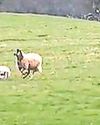 Ewe filmed 'collapsing' as dog runs after lamb Ewe filmed 'collapsing' as dog runs after lamb