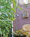 PAT'S THE WAY TO GROW YOUR OWN PAT'S THE WAY TO GROW YOUR OWN