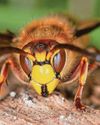 Expert advice Six insects we should all love Expert advice Six insects we should all love