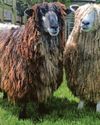 Fears over rare livestock breeds Fears over rare livestock breeds