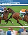 Arabian Dusk can take the Chelmer spotlight Arabian Dusk can take the Chelmer spotlight