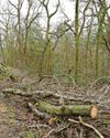 Plant pest threat to woodlands Plant pest threat to woodlands