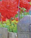 Expert advice How to make your allotment look pretty Expert advice How to make your allotment look pretty