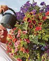 Cheap tip takes heat off gardeners in a dry spell16