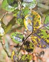 Expert advice How to treat blackspot on roses60