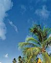 Bristol to benefit from new route to Barbados26