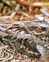 Watch out for well-camouflaged nightjars – if you can spot them36