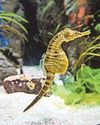 'People are not fish' – Author blasts aquarium's 'Pride Trail'9