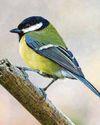 Government warned it might be failing birds27