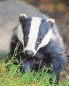 Badger cull will not be extended, says minister10