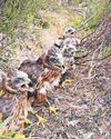 Hen harrier deaths at a record high says RSPB10