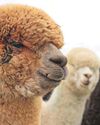 Move to protect llamas and alpacas from dogs wins support3