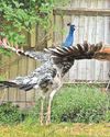 Love-lorn Percy terrorising residents in search for mate2
