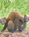 Delight as Dartmoor pine martens have first young17