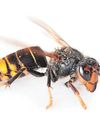 Bee experts sound the alarm over Asian hornets11