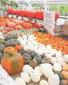 Hot summer delivers a bumper fruit harvest Hot summer delivers a bumper fruit harvest4