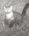 Mendips may have first pine martens in century Mendips may have first pine martens in century5
