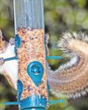 Expert advice How to stop squirrels dining out63