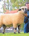 Record-priced ram lamb to join West Country flock27