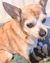 'Oldest rescue dog' Tiny needs a new home at 18 'Oldest rescue dog' Tiny needs a new home at 1829