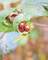 Why so many ladybirds?63