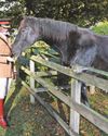 Military horse retires after bolting incident21