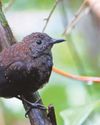 Majority of the world's bird species in decline35