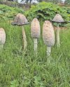 Record numbers as RHS sees fungi in a new light Western Daily Press