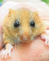 Developers' levy plans bad for wildlife - report24