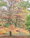 Gardens explode with autumnal colour9