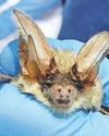 West reserve proves a stronghold for rare and secretive bat West reserve proves a stronghold for rare and secretive bat37