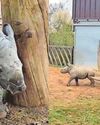 Keepers get rare insight into little rhino’s arrival2